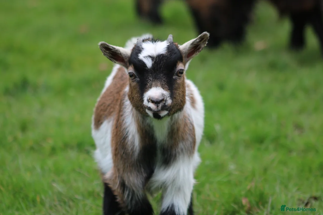 Goats livestock for sale: Pygmy Goat Club registered wether - Advert 1