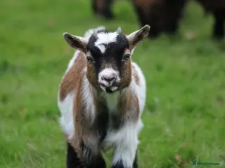 Goats livestock Pygmy Goat Club registered goats - Advert 5