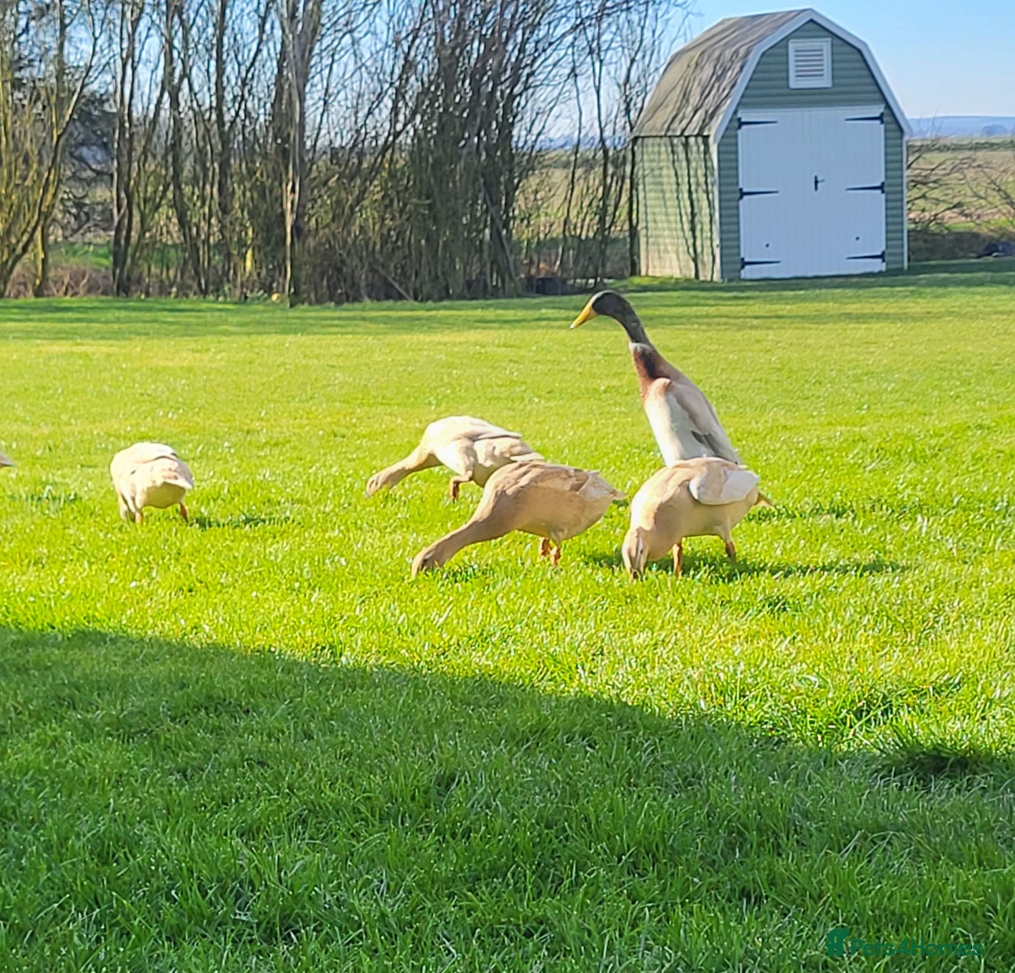 Ducks poultry Sexed Female Indian Runner Ducks - Advert 12