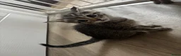 Mixed Breed cats for sale: Last female kitten for sale  - Advert 2