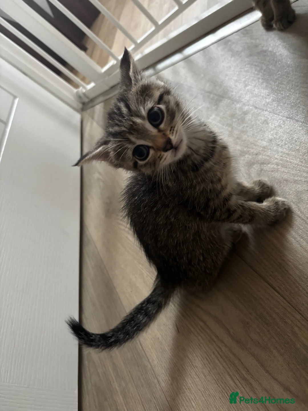 Mixed Breed cats for sale: Last female kitten for sale  - Advert 2