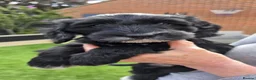 Cockapoo dogs for sale: 2 Gorgeous Black Cockapoo Puppies - Family Raised - Advert 11