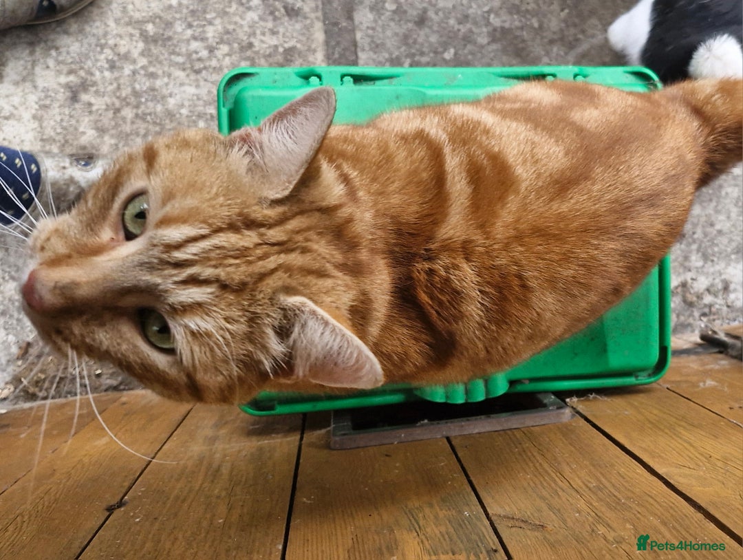 Domestic Shorthair cats for sale: Ronnie - Image 3