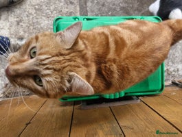 Domestic Shorthair cats - Advert 6