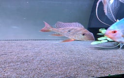 Cichlids fish for sale: Beautiful and healthy silver Arowana and Geo. - Image 2