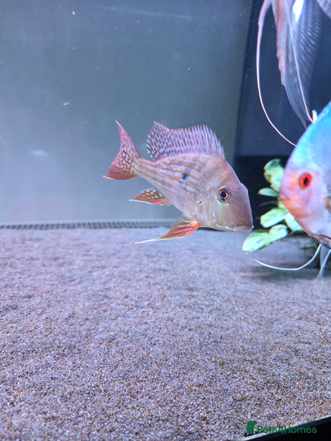 Cichlids fish for sale: Beautiful and healthy silver Arowana and Geo. - Image 2