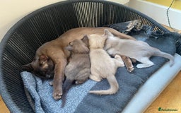 Burmese cats for sale: Happy Healthy GCCF Burmese Kittens in London - Image 10