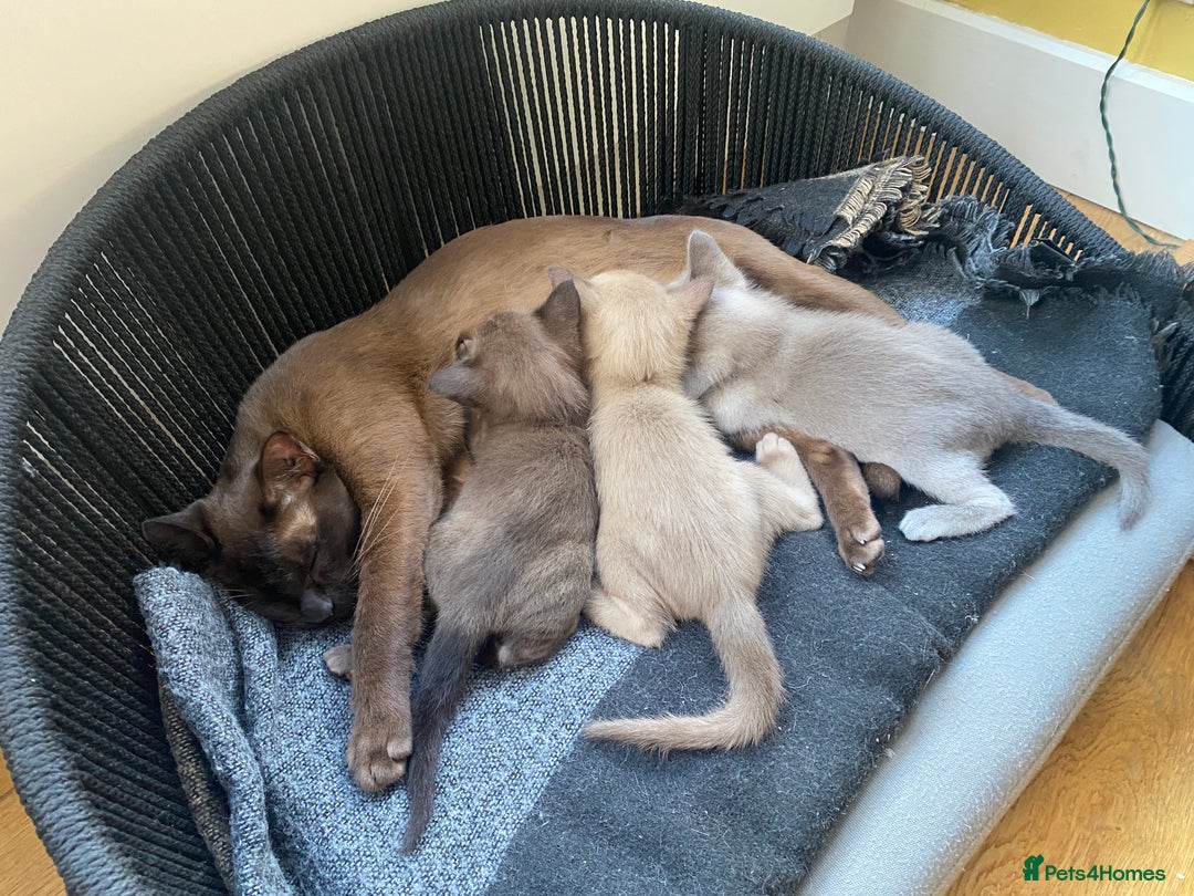 Burmese cats for sale: Happy Healthy GCCF Burmese Kittens in London - Image 10