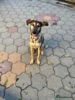 Mixed Breed dogs MOCHI – a Superb young Girl for a Loving Home - Advert 2