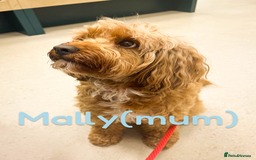 Cavapoo dogs for sale: 🌟Adorable All Red F1bb Cavapoo puppies🌟 - Image 10