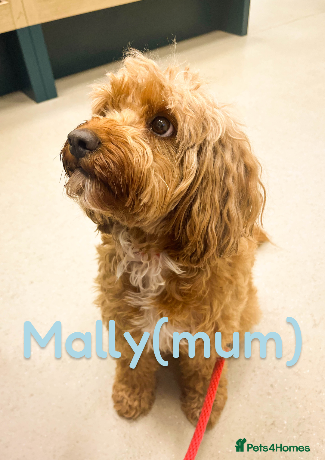 Cavapoo dogs for sale: 🌟Adorable All Red F1bb Cavapoo puppies🌟 - Image 10