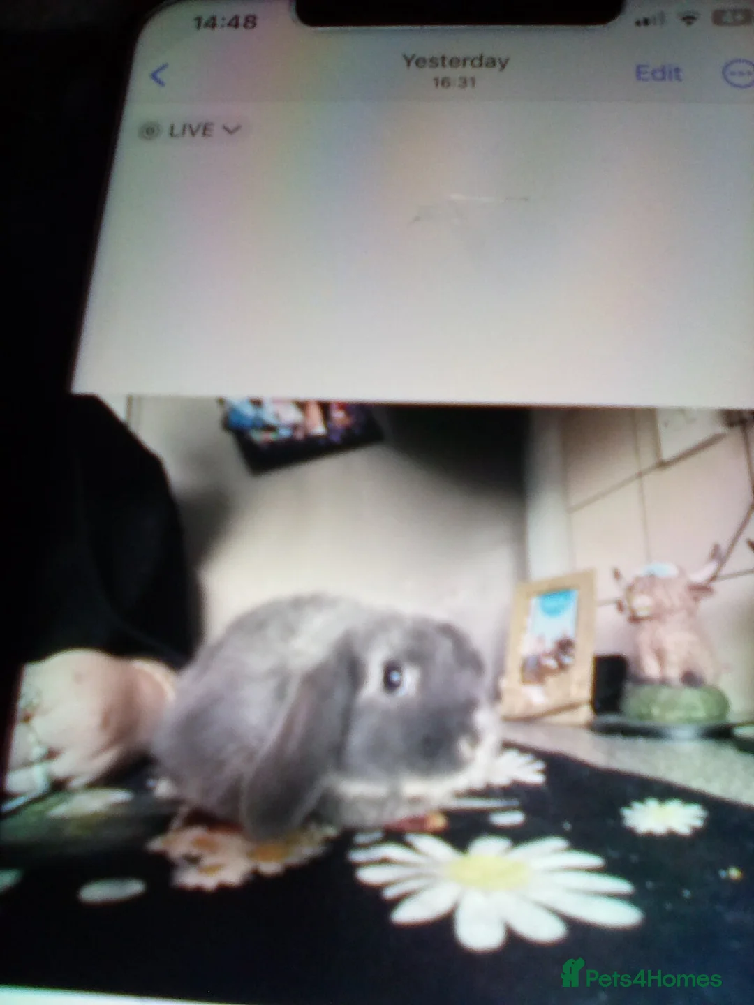 Mini Lop rabbits for sale: Ready to leave now  - Advert 3