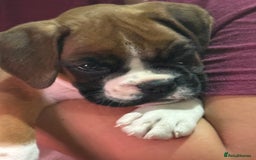 Boxer dogs for sale: Bouncy beautiful boxers  - Image 19