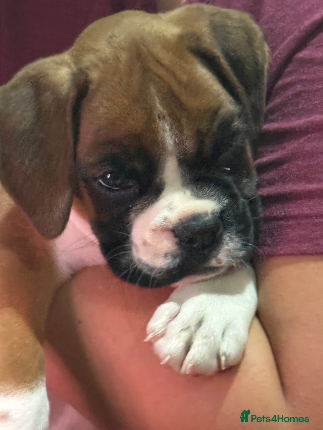 Boxer dogs for sale: Bouncy beautiful boxers  - Image 19