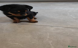 Rottweiler dogs for sale: Gorgeous male Rottweiler puppy Reggie  - Image 11