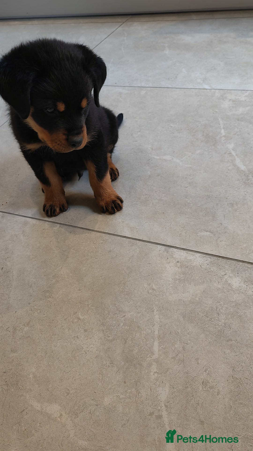 Rottweiler dogs for sale: Gorgeous male Rottweiler puppy Reggie  - Image 11