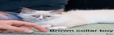 Brown collar boy 