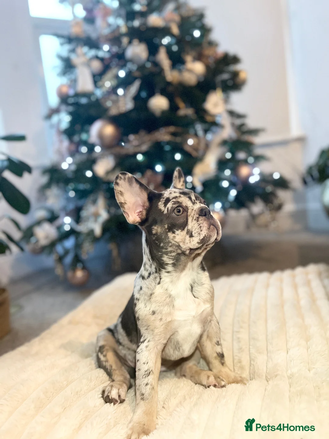 French Bulldog dogs for sale: x1 GIRL LEFT! RARE PURE BLUE MERLE TAN PUPPIES  - Advert 2