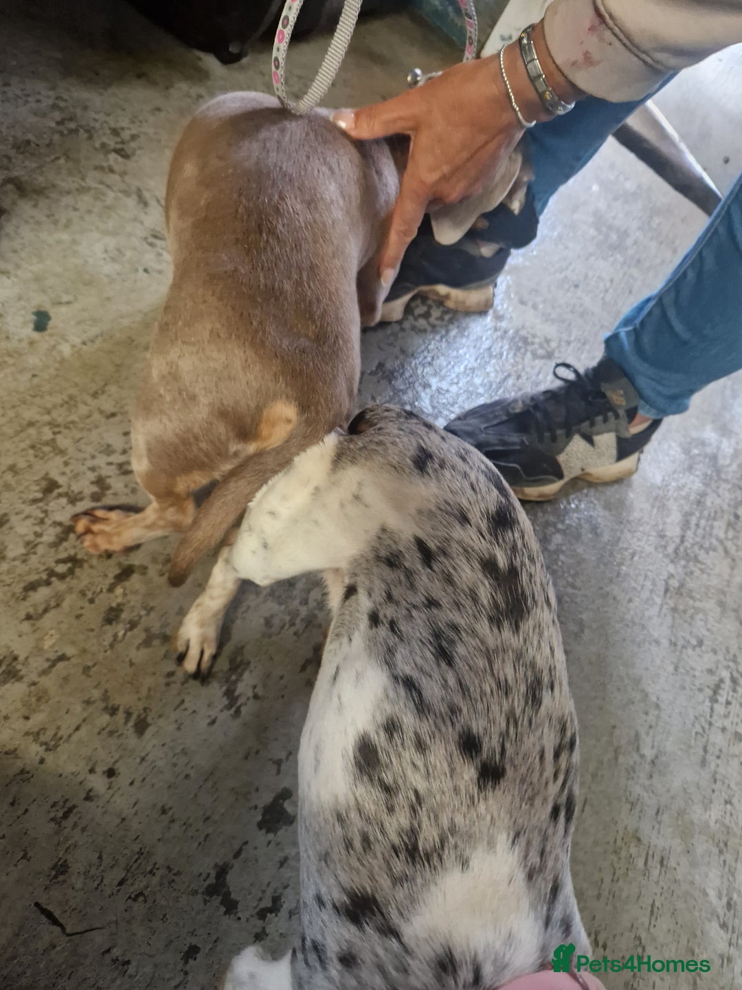 Miniature Dachshund dogs for stud: PRA CLEAR BLUE PIED DAPPLE STUD - Image 7