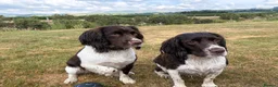 English Springer Spaniel dogs for sale: Springer Spaniel Puppies in Shrewsbury - Advert 3