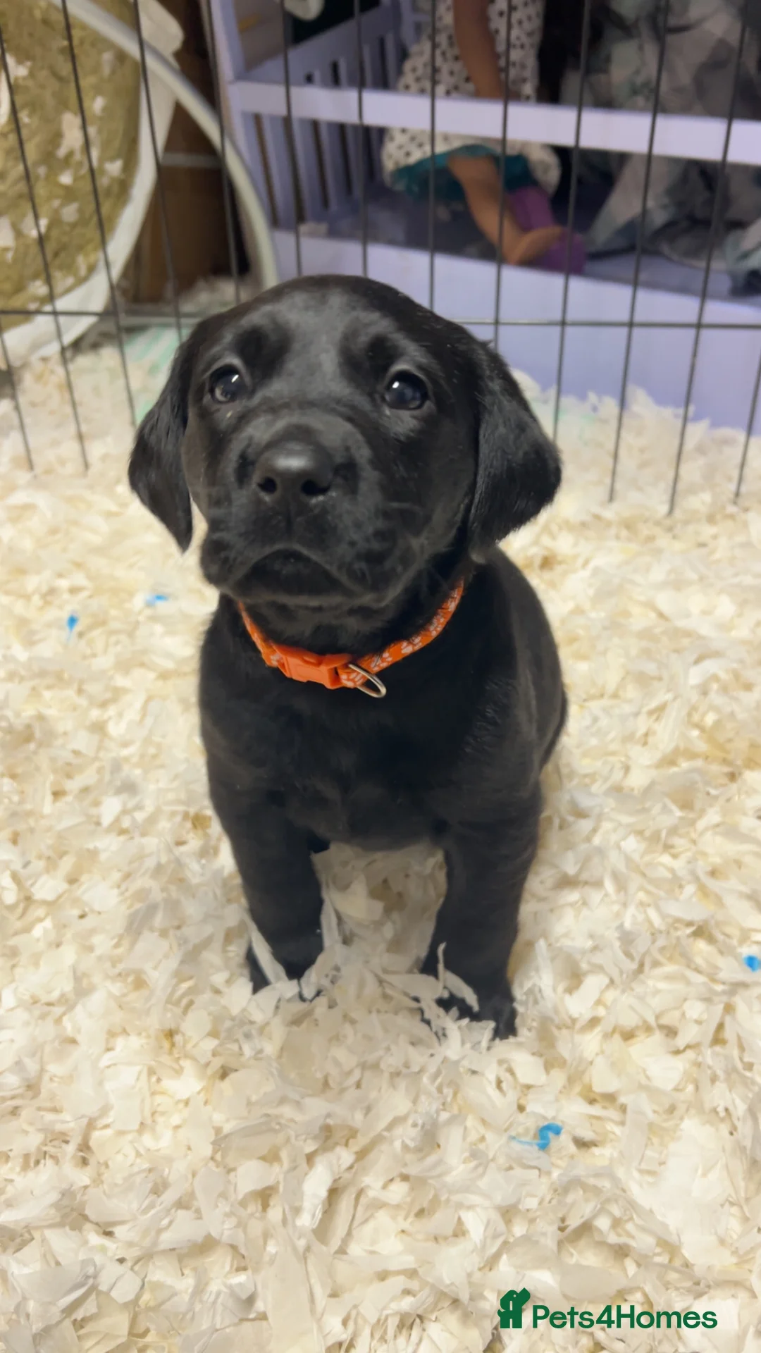 Labrador Retriever dogs for sale: Lovely KC registered Black and Chocolate pups - Advert 7