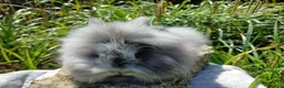 Lionhead rabbits for sale: Stunning DM lionhead baby rabbits - Advert 14