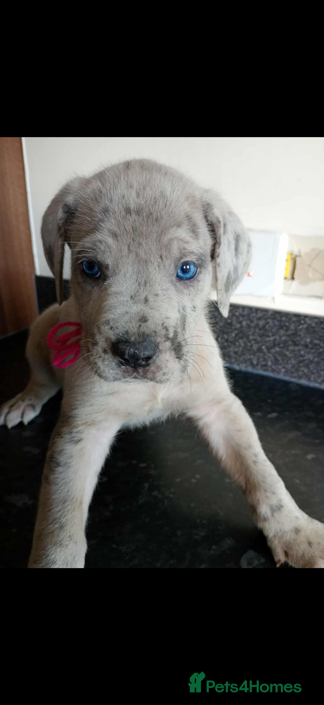 Mixed Breed dogs for sale: Great dane X Cane corso  - Image 2