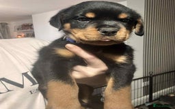 Rottweiler dogs for sale: Chunky Rottweiler Puppies - Image 12