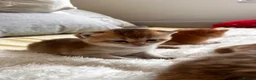 Scottish Fold cats for sale: Sweet, Playful & Cuddly Kittens Ready to Go Soon! in New Malden - Advert 5