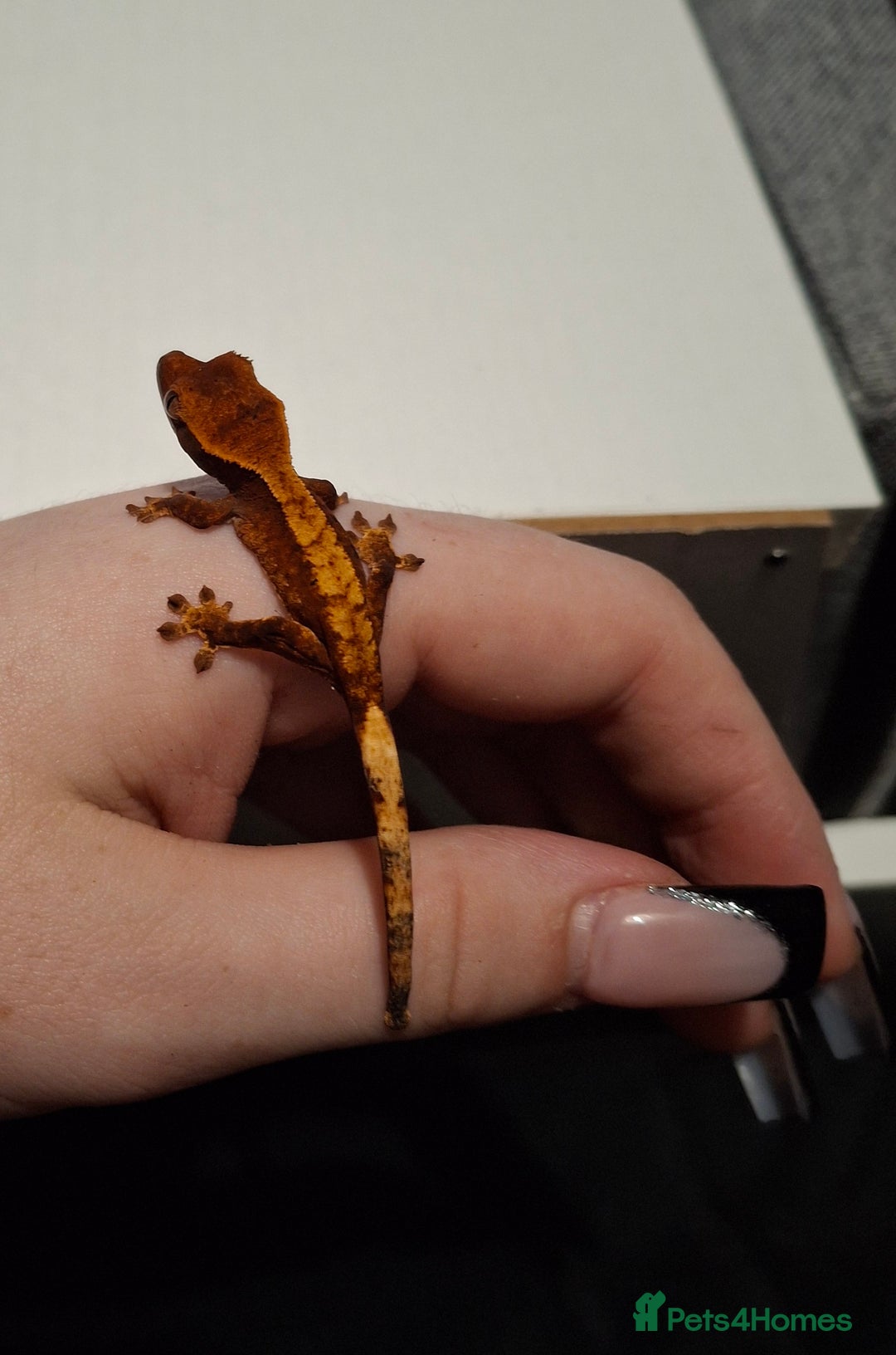 Gecko reptiles for sale: Baby crested geckos  in Doncaster - Image 3