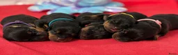 Rottweiler dogs for sale: 🩷BIG VIN GIRLS AVAILABLE🩷 - Advert 2