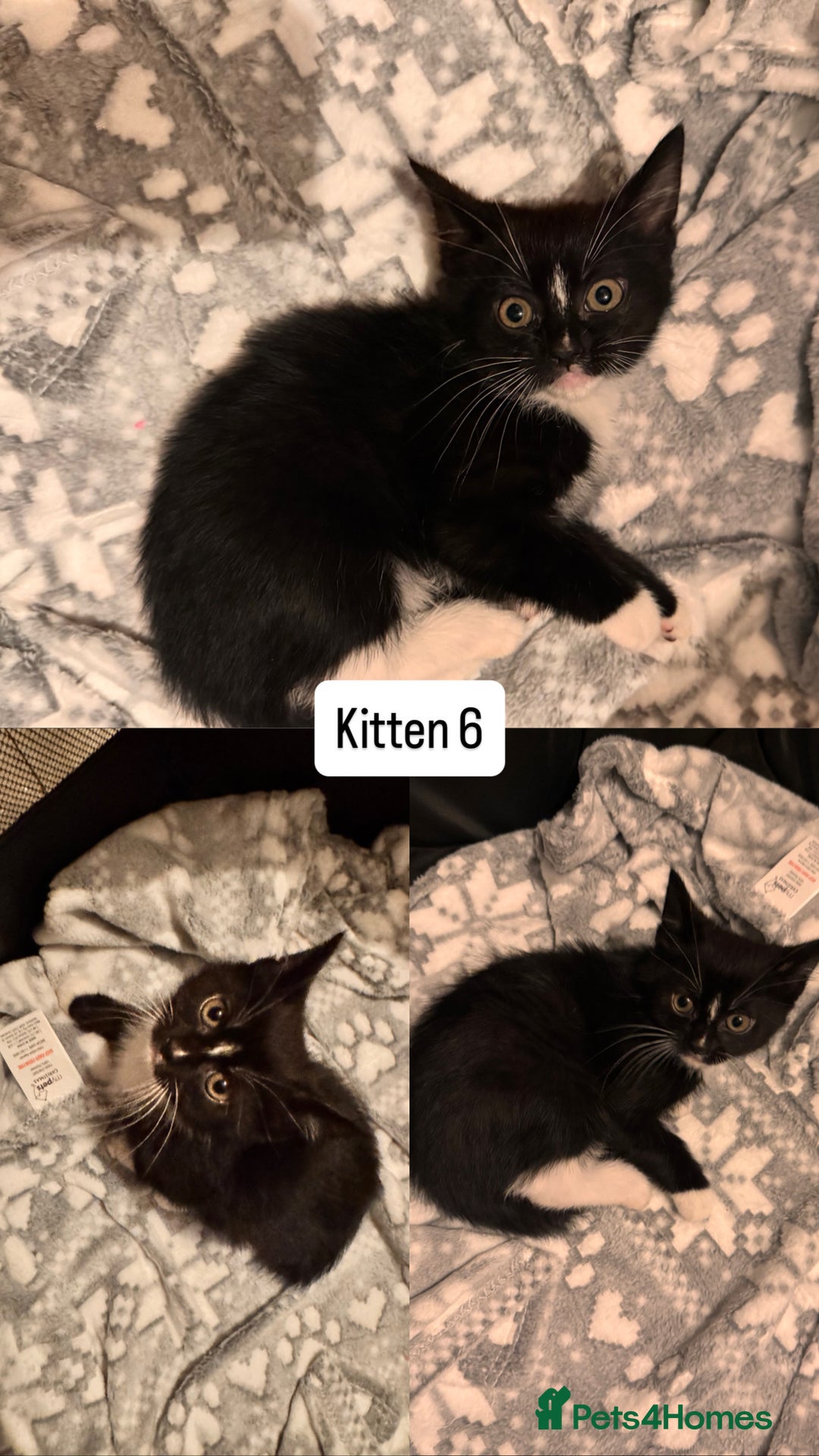 Mixed Breed cats for sale: 3 Kittens ready for new homes  - Advert 4