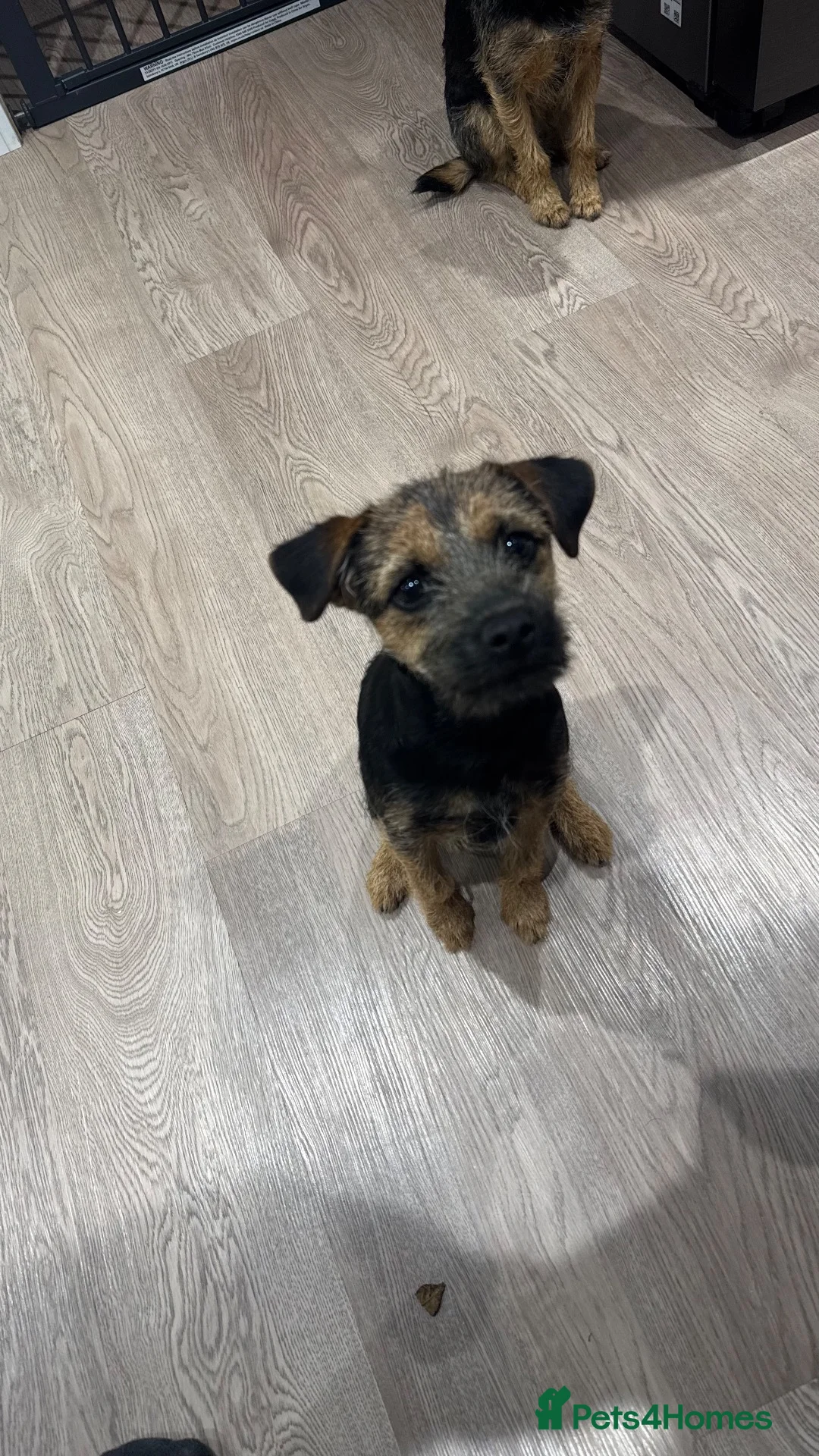 Border Terrier dogs for sale: Border terrier girl  - Advert 2