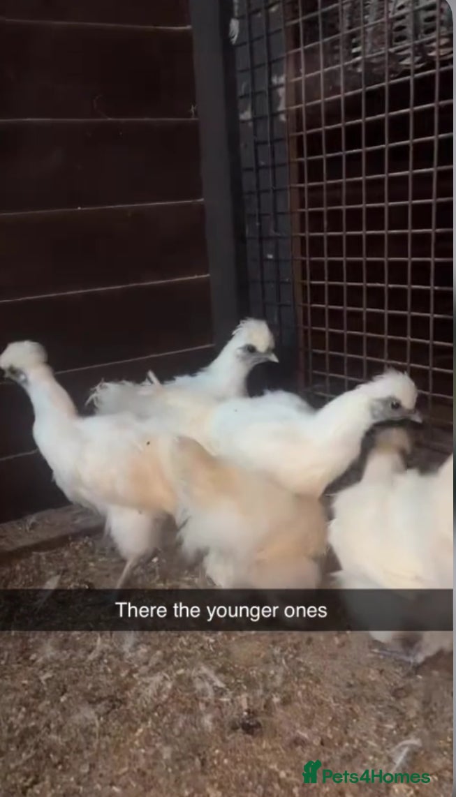 Chickens poultry White silkies - Advert 4