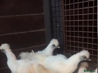 Chickens poultry White silkies - Advert 1