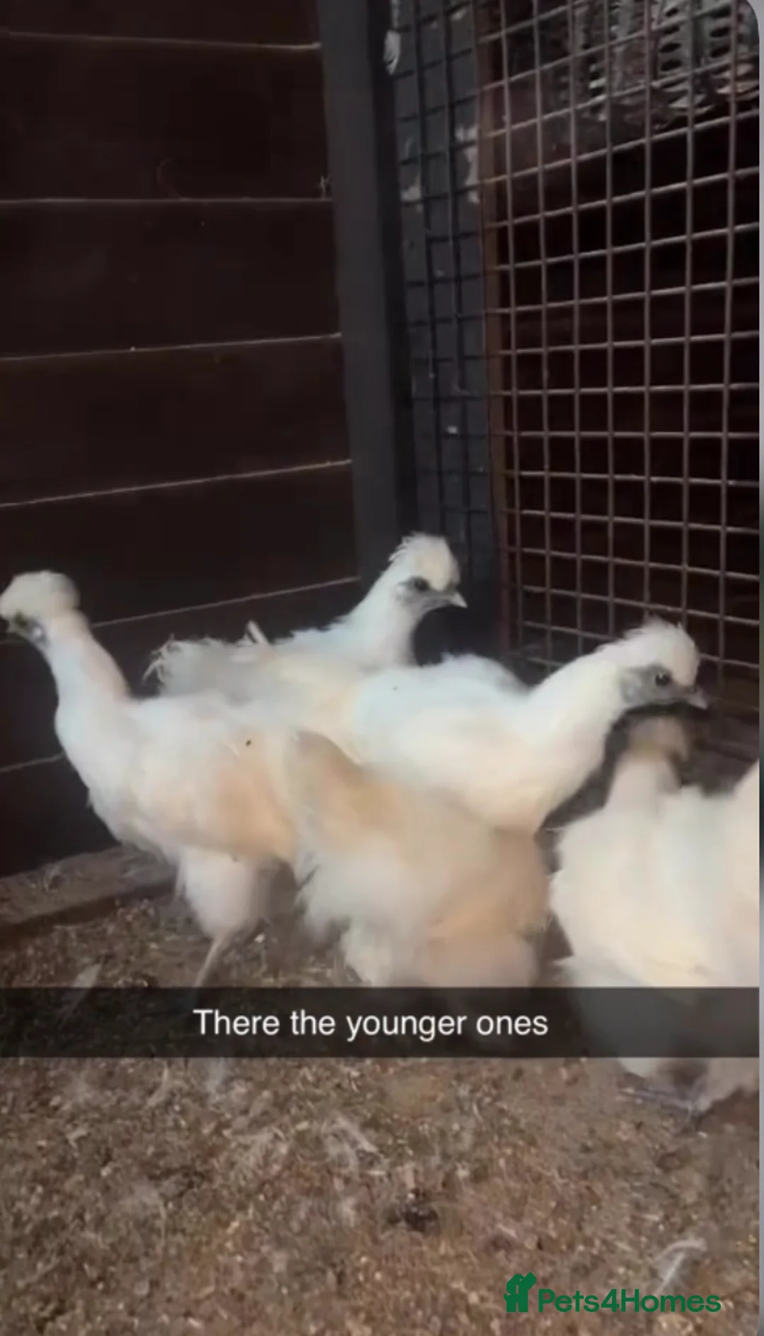 Chickens poultry for sale: White silkies - Advert 1