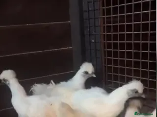 Chickens poultry White silkies - Advert 14