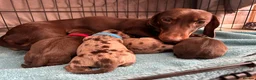 Miniature Dachshund dogs for sale: Miniature dachshund puppies 3 girls and one boy  in Bedford - Advert 1