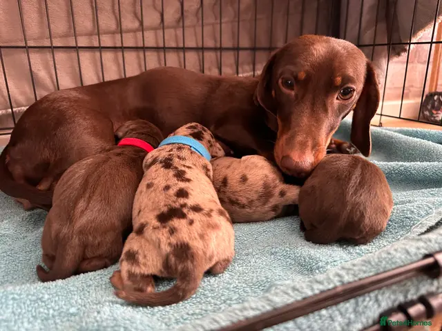 Miniature Dachshund dogs for sale: Miniature dachshund puppies 3 girls and one boy - Advert 4