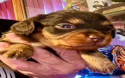 Miniature Dachshund dogs for sale: Stunning full pedigree Miniature Dachshunds  - Image 12