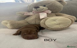 Shar Pei dogs for sale: 🔥 BEAUTIFUL SHARPEI PUPS 🔥  - Image 4