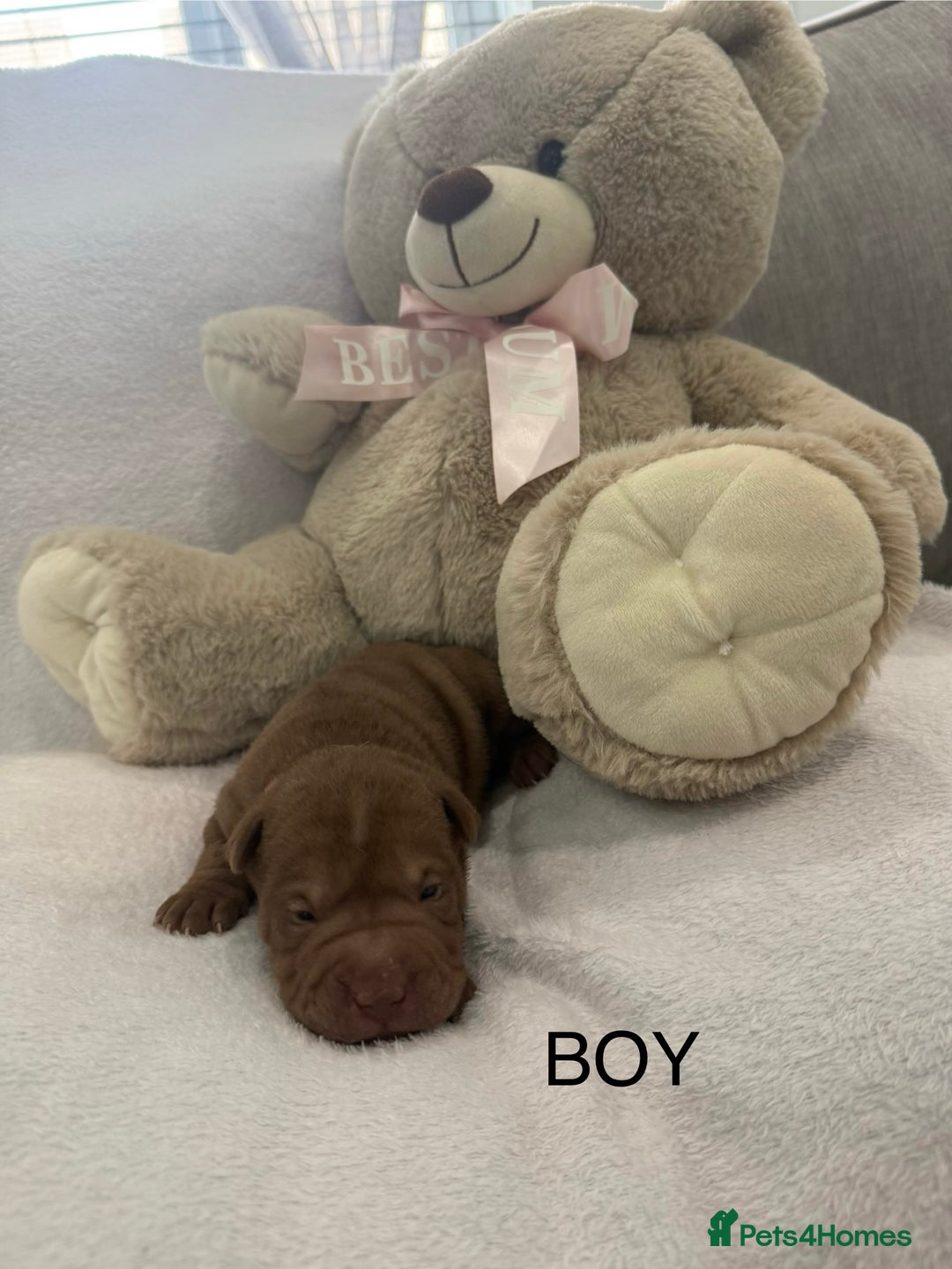 Shar Pei dogs for sale: 🔥 BEAUTIFUL SHARPEI PUPS 🔥  - Image 4