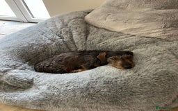 Miniature Dachshund dogs for stud: Looking for wife! Mini Wirehaired Dachshund - Image 27