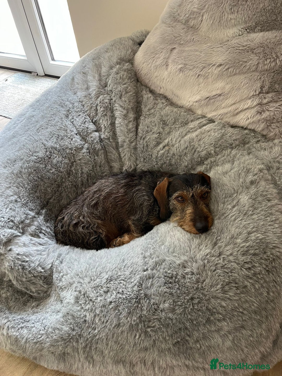 Miniature Dachshund dogs for stud: Looking for wife! Mini Wirehaired Dachshund - Image 27