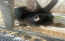 Mini Lion Lop rabbits for sale: black male mini lop lion - Image 2