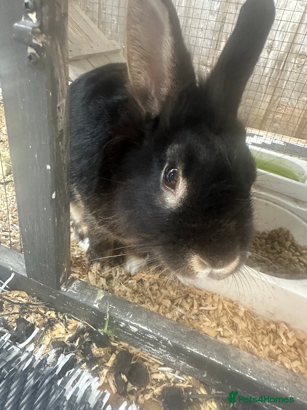 Mini Lion Lop rabbits for sale: black male mini lop lion - Image 2