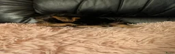 Chihuahua dogs for sale: Three small Yorkshire terriers for sale - Advert 14