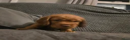 Cocker Spaniel dogs for sale: Cocker Spaniel Puppies - Advert 15