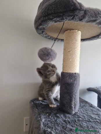 Domestic Shorthair cats - Advert 14