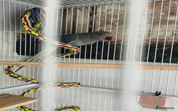 Ringnecks birds for sale: Grey ringneck  - Image 3